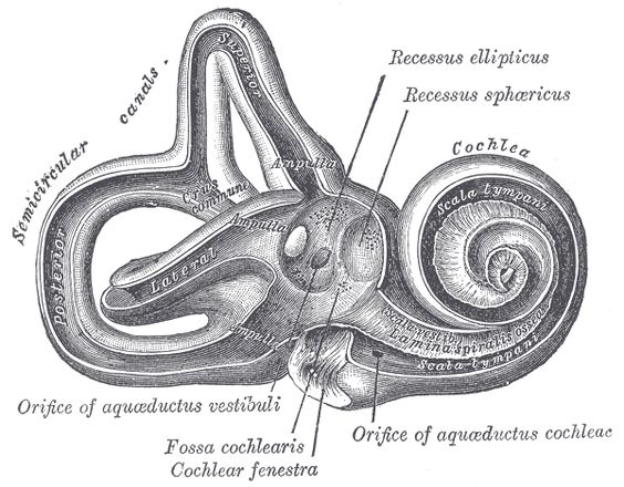 vestibular system